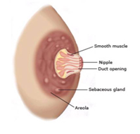 Nipple-Anatomy